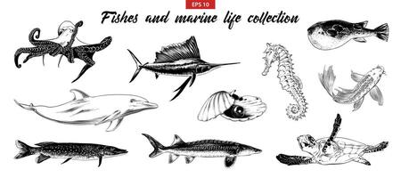 engraved style illustration for logo, emblem, label or poster. Hand drawn sketch set of fishes and marine life. Isolated on white background. Detailed vintage doodle drawing. vector