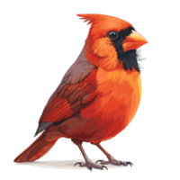 Cardinal Cartoon Flat Color png