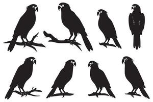 Set of silhouettes of parrots. Collection of tropical birds from the Amazon jungle. Domestic parrot on a sit on a stand.illustration on a white background vector