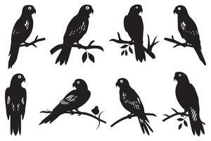 parrot bird silhouette black vector