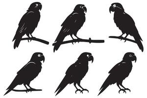 set of parrot silhouettes vector