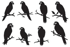 set of parrot silhouettes vector