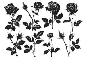 negro silueta conjunto de Rosa con hojas flor negro silhoutte blanco antecedentes vector