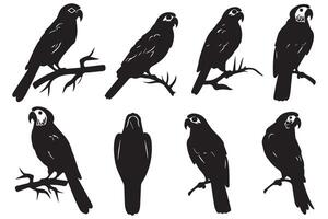 Set of silhouettes of parrots. Collection of tropical birds from the Amazon jungle. Domestic parrot on a sit on a stand.illustration on a white background vector