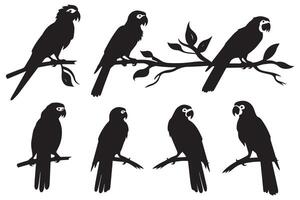 parrot bird silhouette black vector