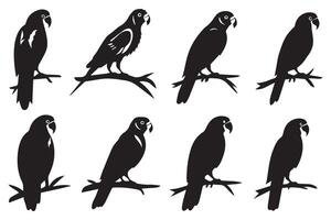 parrot bird silhouette black vector