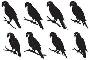 Black silhouette set of parrot on a white background vector