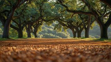 Sunlit Cork Oak Trees on a Serene Forest Path photo