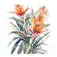 waterverf bloemen bloem ontwerp, waterverf bloem regelingen bloemen, waterverf bloem ontwerp, bloem sublimatie bloemen clip art, clip art, bruiloft decoratie png