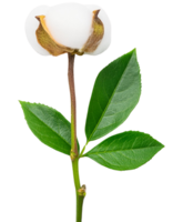 algodón flor, ilustración png