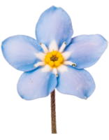 vergessen mich nicht Blume, transparent Foto png