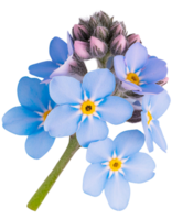 oublier moi ne pas fleur, transparent photo png