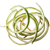 crinum légume, illustration png