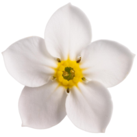 white forget me not flower png