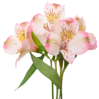 a Alstroemeria flower, illustration png