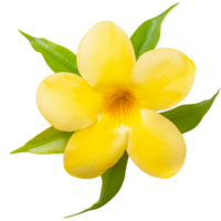 un allamanda lilly png