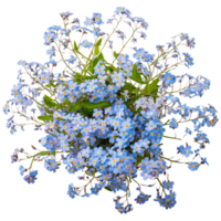 vergessen mich nicht Blume, transparent Foto png