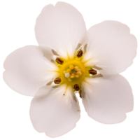 white forget me not flower png