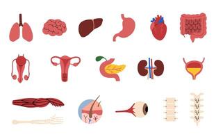 humano órganos colección 2 en un blanco fondo, ilustración. vector