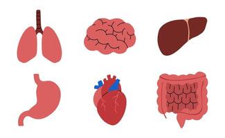 Human Organs cute on a white background, illustration. vector