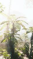 Morgenlicht im wunderschönen Dschungelgarten video
