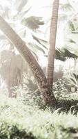 tropical jungle dans rayons de soleil et brouillard video