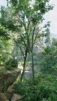 A serene forest landscape with majestic trees and rocky terrain video