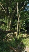 een toneel- visie van een bebost landschap in nieuw Zeeland video