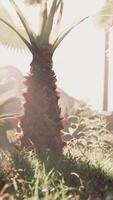 sempre-verde botânico jardim ou laranjal interior com exótico Palma video