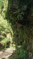 A stunning rocky cliff adorned with lush green vines and trees in Australia video