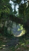 un' panoramico sporco strada circondato di lussureggiante alberi e aspro rocce nel nuovo Zelanda video