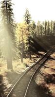 Rusted railroad tracks disappearing into the darkness of a pine forest video