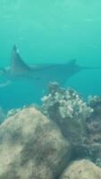 Manta ray filter feeding above a coral reef in the blue Komodo waters video