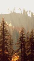 Dazzling coniferous forest in the hills at twilight video