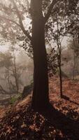 encantado otoño bosque en niebla en el Mañana video