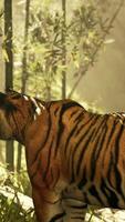 no meio a Grosso bambu uma tigre permanece imóvel procurando para Está Próximo refeição video