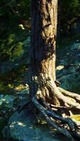 Windswept cliffs are home to massive pine trees video