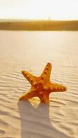 stella marina su il sità spiaggia video