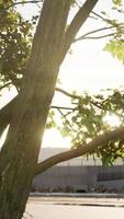 groot boom gebladerte in ochtend- licht met zonlicht video