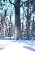 tall träd täckt med snö på frostig kväll video