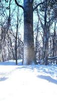 Pine trees covered with snow on frosty evening video