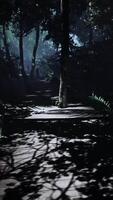 brightness of the jungle is highlighted by a winding wooden trail video