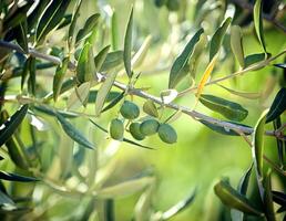 Olive branch with Tuscan olives photo