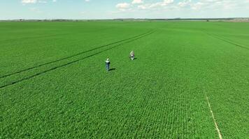 aéreo ver dos agricultores en el medio de el campo inspeccionar el cosecha, un campo de joven trigo. agricultura video