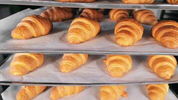 horneado croissants son enfriado. horneando a el panadería. video