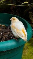 An elegant white canary with subtle peach accents rests in a green planter, delicately preening its feathers, embodying tranquility photo