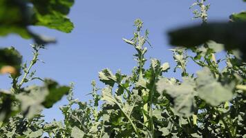 A branch of blooming, yellow soybeans swaying in the wind. Agriculture video