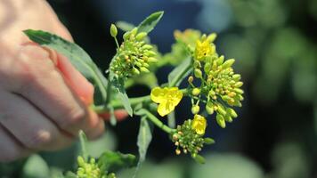 Soybean flowering and insect pests that eat soybean leaves video