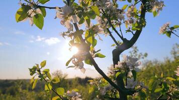 A branch of apple blossom in the sun. Apple blossom, beautiful white flowers and spring sun rays. video