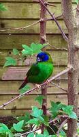A stunning green bird with blue facial markings perches on a branch, vibrant colors set against a wooden backdrop photo